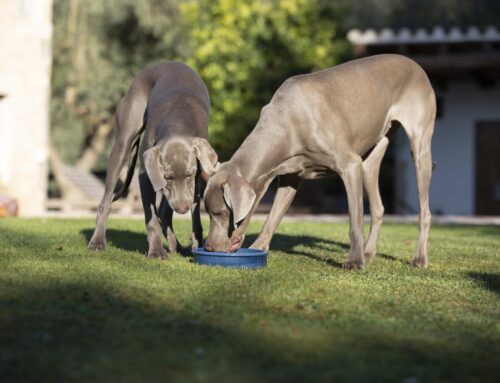 Alimentació per a gossos i gats: per què apostar per productes naturals i de qualitat