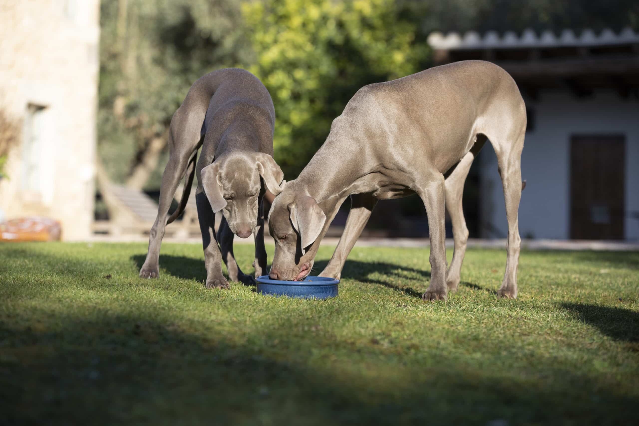 seguro de mascotas alimentacion