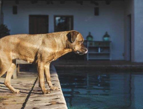 Evita els cops de calor a l’estiu en gossos i gats
