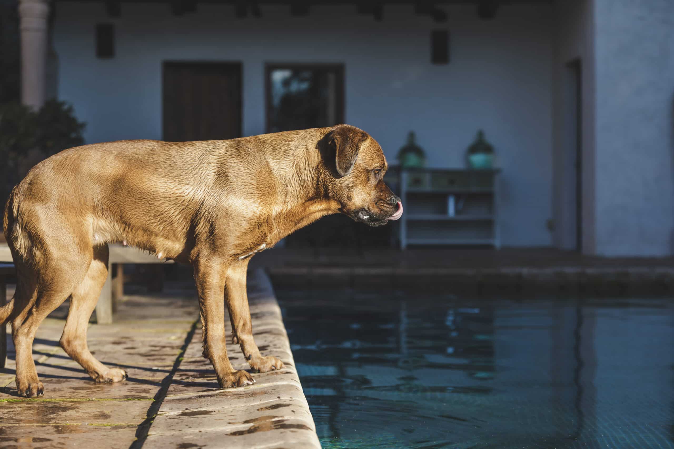 golpe de calor mascota perro y gato